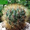 Matucana _aurantiaca _ssp.aurantiaca 'densispina' GC561.01_ 01